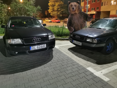 NiedĹşwiedzie z NiedĹşwiedzicy.png