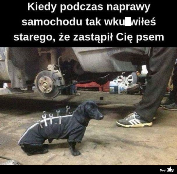 smieszne pies warsztat.jpg